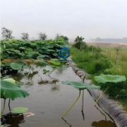 藕池养殖防渗膜验收要点