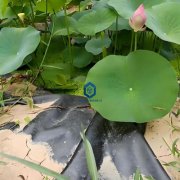 藕池防渗膜冬季施工养护防冻裂