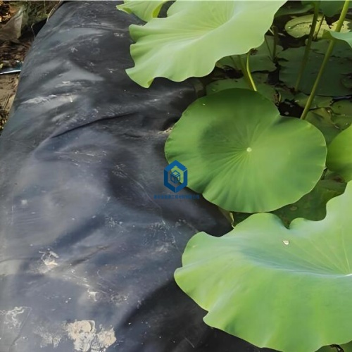藕池防渗膜冬季施工养护防冻裂妙招
