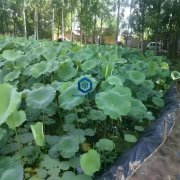 土工膜用于藕池方面的优势