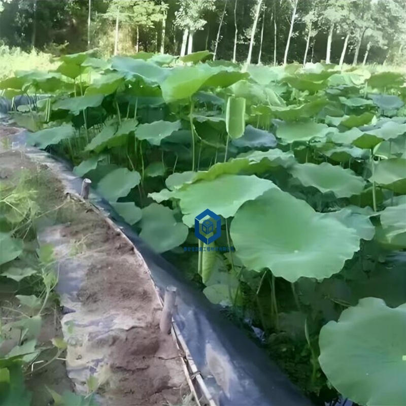 藕池防渗膜的作用