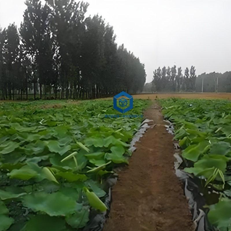 藕池防渗膜铺设指南：打造高产浅水藕池的关键一步